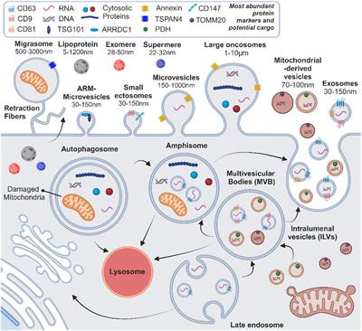 CNS cell-derived exosome signatures as blood-based biomarkers of neurodegenerative diseases